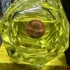 Emper Yellow Diamond