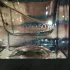 Bottega Veneta Illusione Tonka Solaire pic-154137