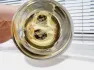 Mancera Aoud Orchid