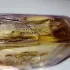 Officina Profumo-Farmaceutica di Santa Maria Novella L`Iris pic-238286