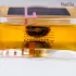 Miller Harris Tender