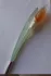 Pupa Jaune Solaire pic-205617