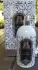 Attar Collection Musk Kashmir