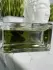Goldfield & Banks Wood Infusion